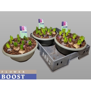 HYACIN PEAR GEM 3 KL