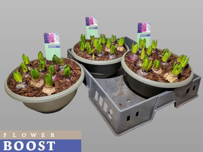 <h4>HYACIN PEAR GEM 3 KL</h4>