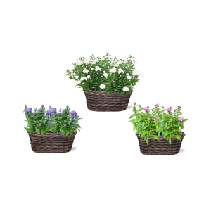 ASTER D ALPHA PINK