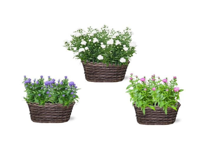 <h4>ASTER D ALPHA PINK</h4>