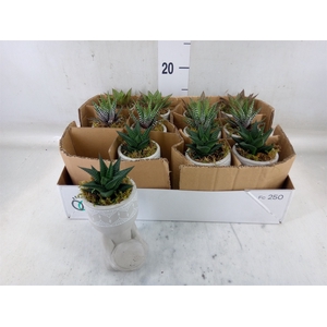Arr.   Kamerplant Groen L%