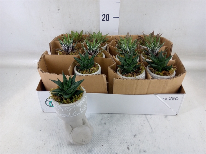 <h4>Arr.   Kamerplant Groen L%</h4>