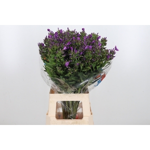 Phlox P Sky Eyes