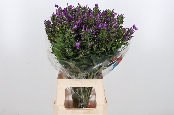 <h4>Phlox P Sky Eyes</h4>