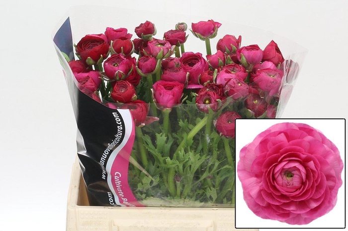 <h4>RAN EL DARK PINK</h4>