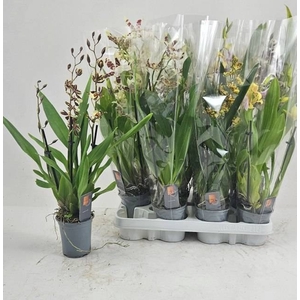 ORCHIDEEEN GEM