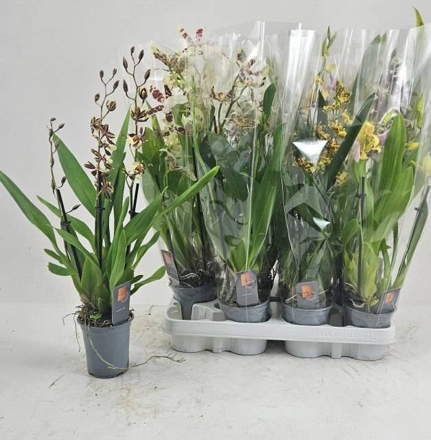 <h4>ORCHIDEEEN GEM</h4>