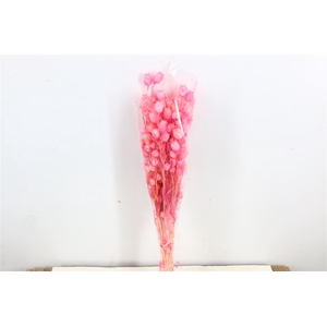 Pres Nigella Pink Bunch
