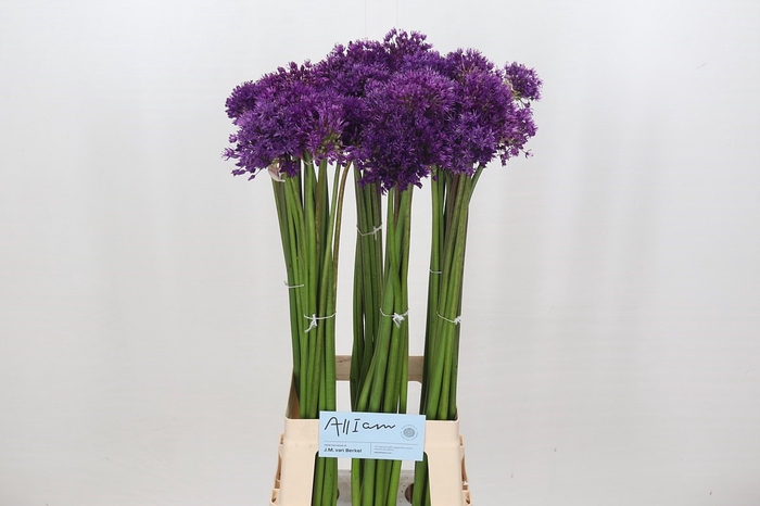 <h4>Allium Purple Sensation</h4>