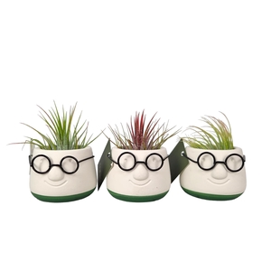 Tillandsia mini dude