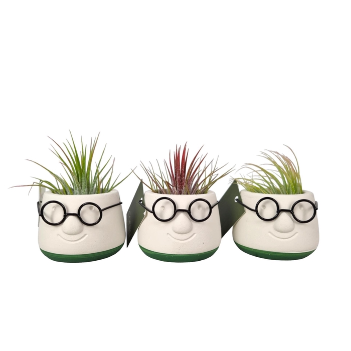 <h4>ARR TILLANDSIA</h4>