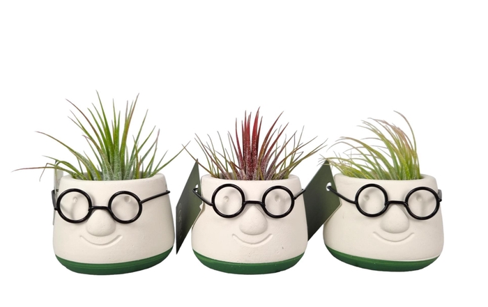 <h4>Arr Tillandsia</h4>