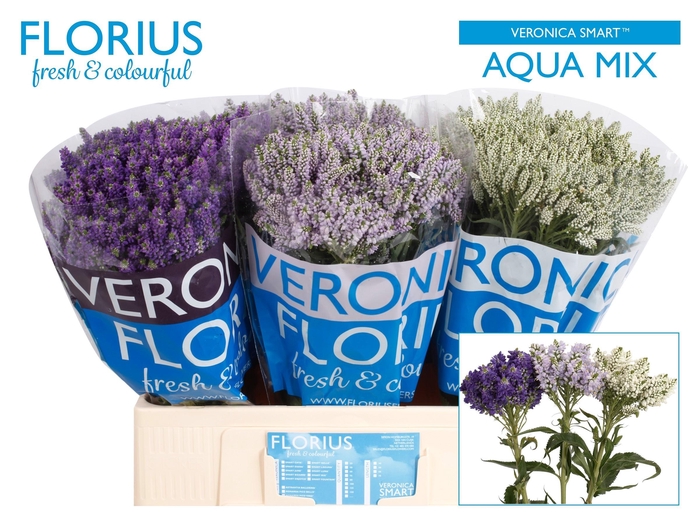 Veron Smart Aqua Gem