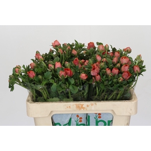 Ranunculus Magical Salmousse