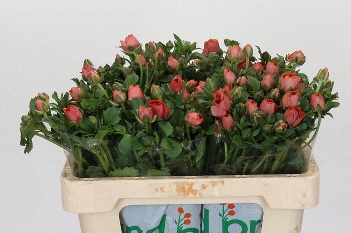 <h4>Ranunculus Magical Salmousse</h4>