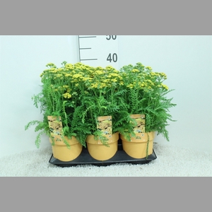 Achillea   ...