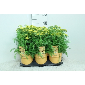 Achillea   ...