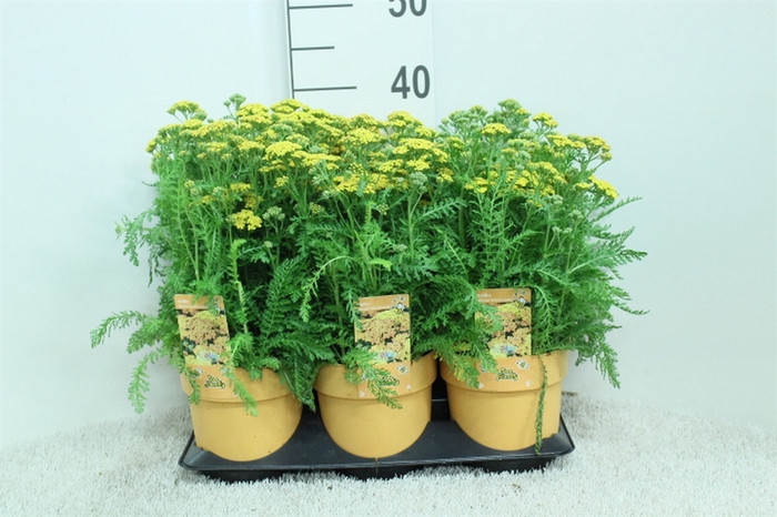 <h4>Achillea   ...</h4>