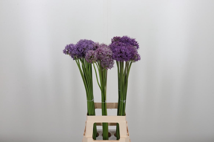 <h4>Allium Kleinbloemig</h4>