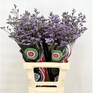 Limonium Maine Blue