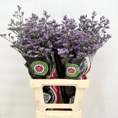 <h4>Limonium Maine Blue</h4>