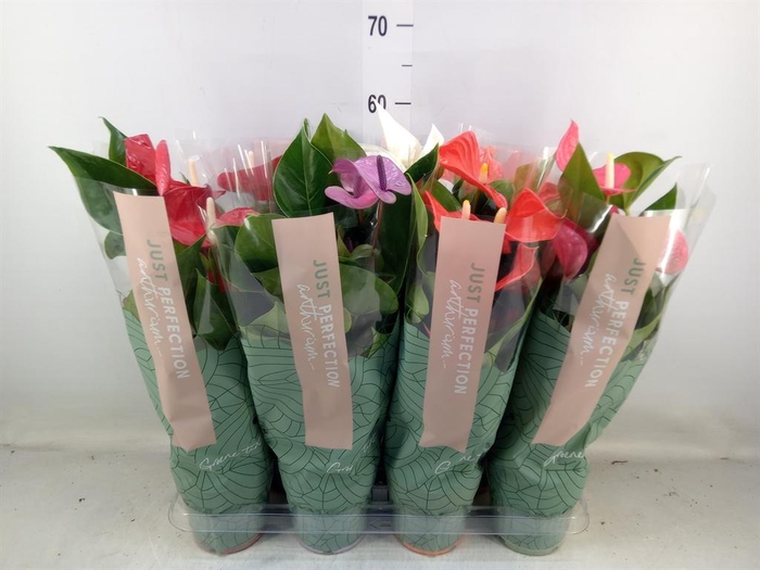 <h4>Anthurium ...mix</h4>