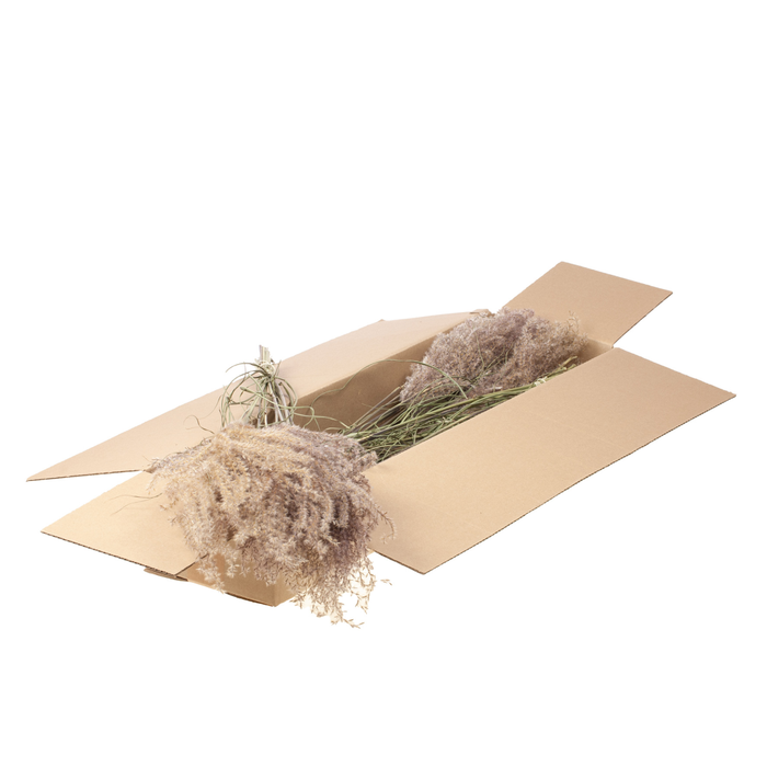 <h4>Fluffy Reed Grass Sb Natural Pink</h4>