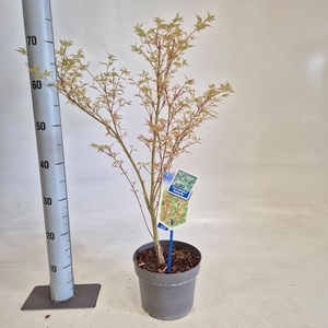 Acer palmatum Butterfly