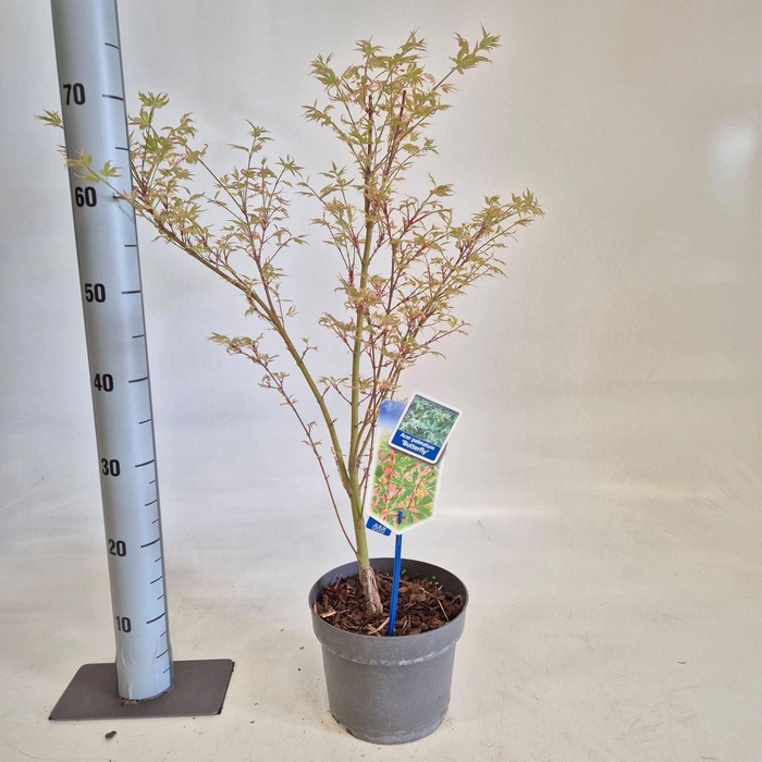 Acer palmatum Butterfly