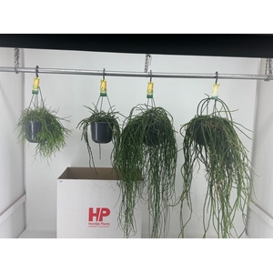 RHIPSALIS GEM