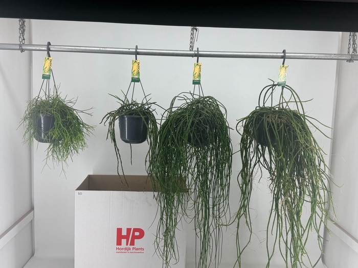 <h4>RHIPSALIS GEM</h4>