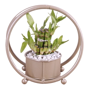 Lucky Bamboo Round 2Smal in ø19cm Metal Gold Double Circle Frame