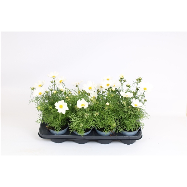 <h4>Cosmos bipinnatus 'Sonata White'</h4>