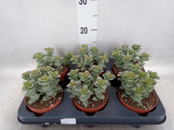 <h4>Crassula perforata 'Giant Form'</h4>