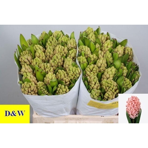 Hyacinthus or Anna Marie