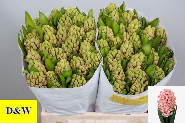 <h4>Hyacinthus or Anna Marie</h4>