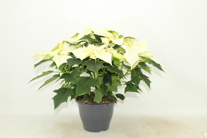 <h4>poinsettia Alaska wit</h4>