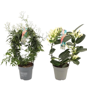 Blühpflanzen Indoor