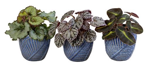 <h4>BEGONIA MIX P6 L66057</h4>