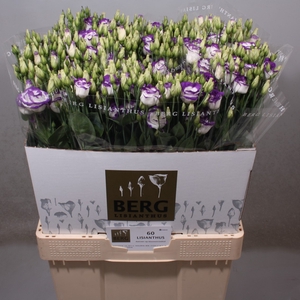 Lisianthus Rosita Blue Picotee