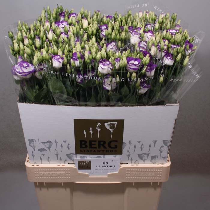 <h4>Lisianthus Rosita Blue Picotee</h4>