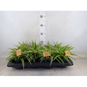Chlorophytum com. 'Ocean'