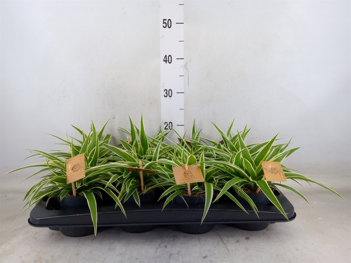 <h4>Chlorophytum com. 'Ocean'</h4>