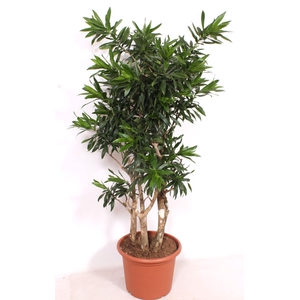 Dracaena