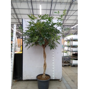 Schefflera arbor. 'Compacta'