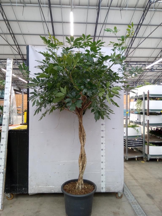 <h4>Schefflera arbor. 'Compacta'</h4>