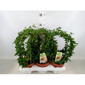 Hedera   ...green leafed