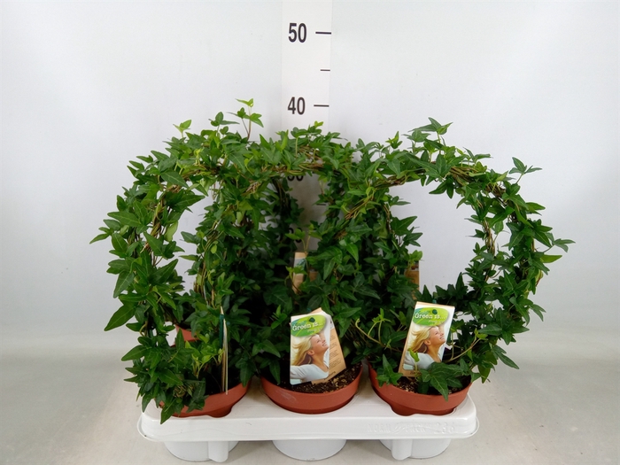 <h4>Hedera   ...green leafed</h4>