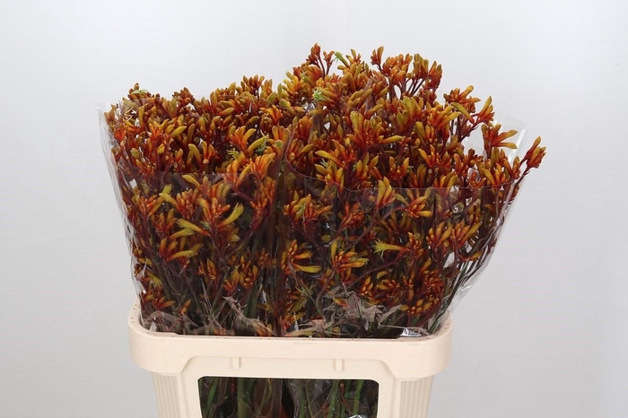 <h4>Anigozanthos Gold Fever</h4>