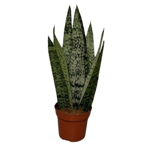 Sansevieria cyli. overig